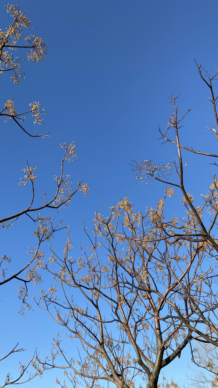 Обои лазурный, прут, ветвь, дерево, природный ландшафт в разрешении 750x1334