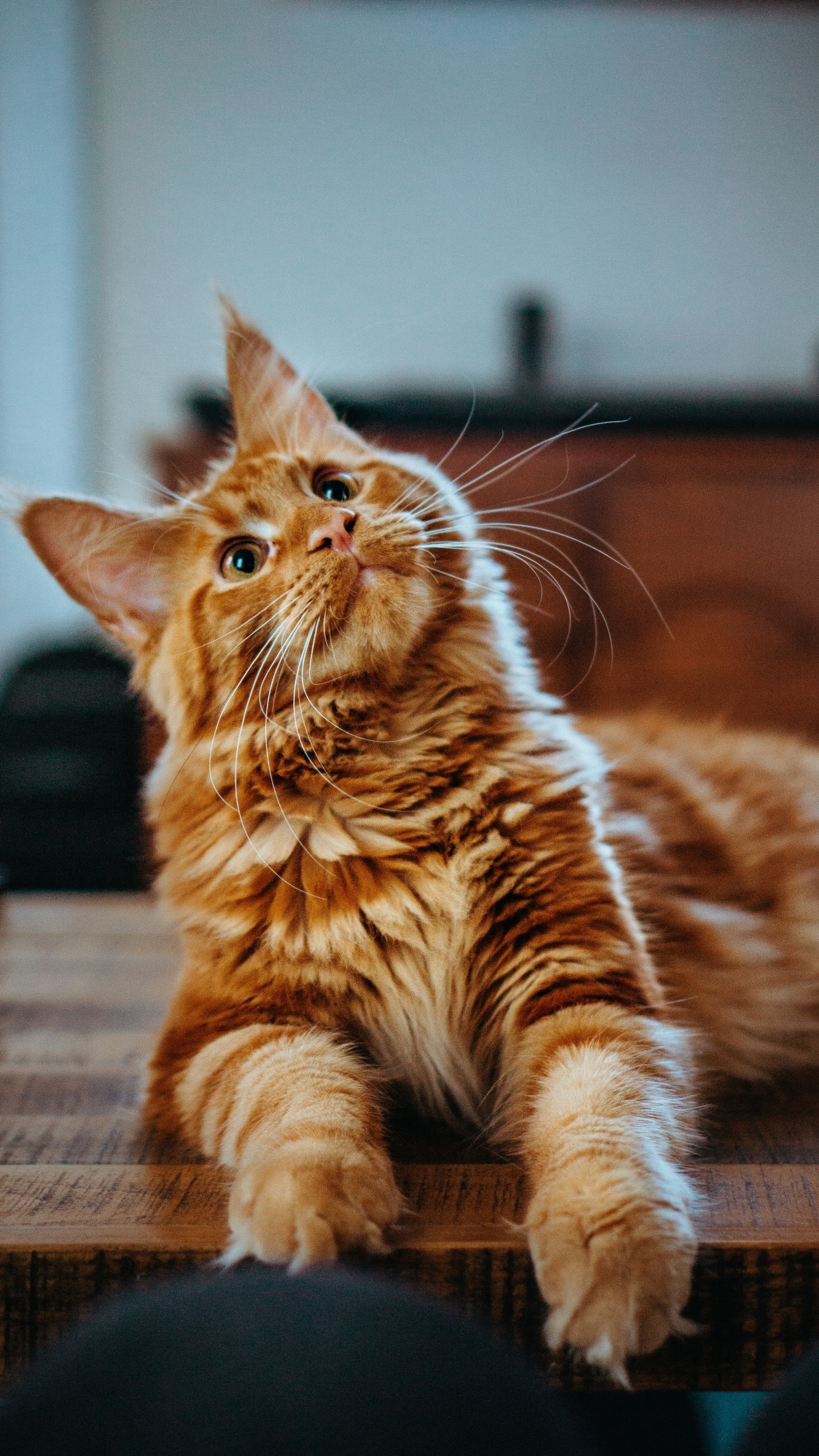 Обои кот, оранжевый мейн-кун, мейн кун, регдолл, персидская кошка в разрешении 1440x2560