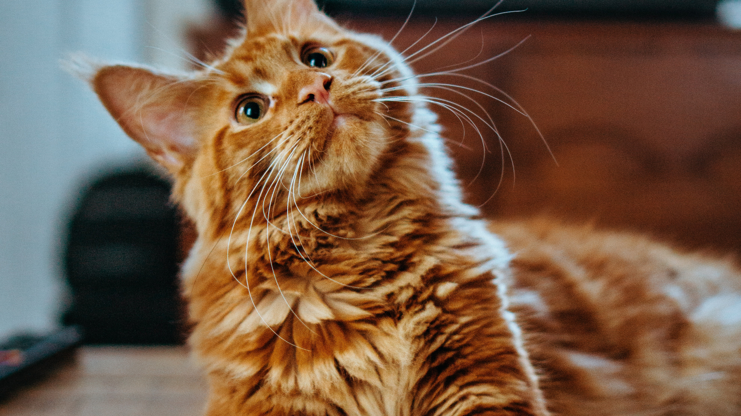 Обои кот, оранжевый мейн-кун, мейн кун, регдолл, персидская кошка в разрешении 2560x1440