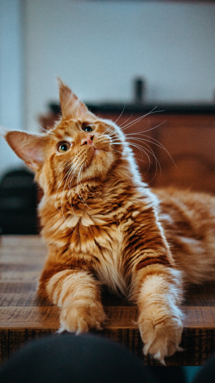 Обои кот, оранжевый мейн-кун, мейн кун, регдолл, персидская кошка в разрешении 720x1280