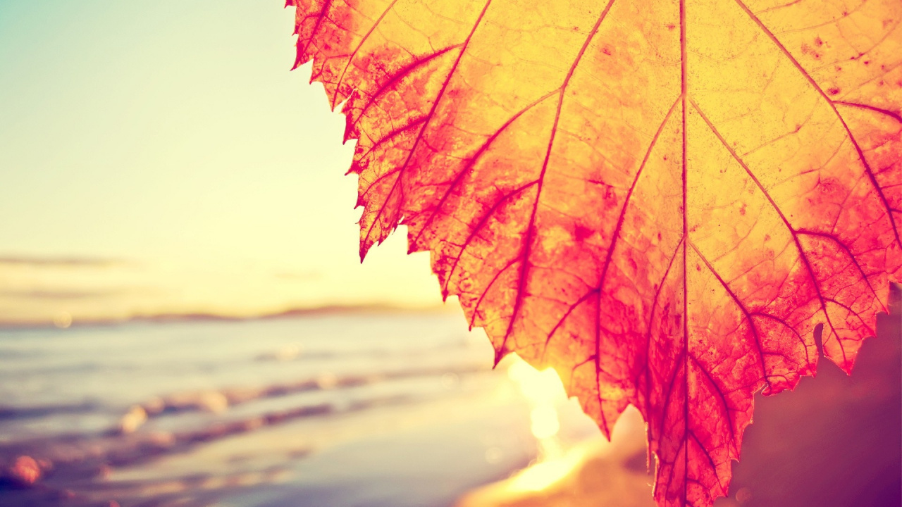 Обои вода, желтый, солнечный свет, утро, осень в разрешении 1280x720
