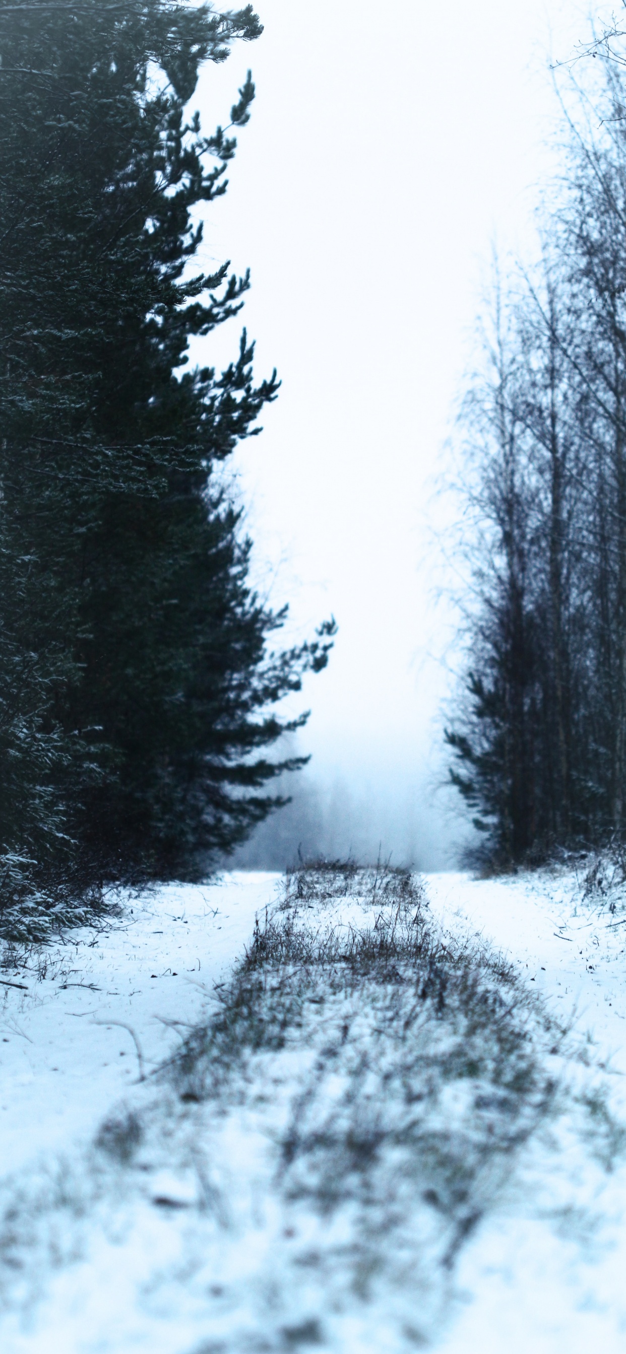 Обои снег, зима, дерево, природа, замораживание в разрешении 1242x2688