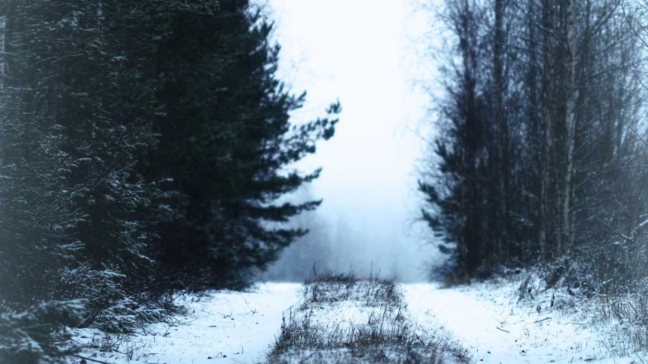 Обои снег, зима, дерево, природа, замораживание в разрешении 1280x720