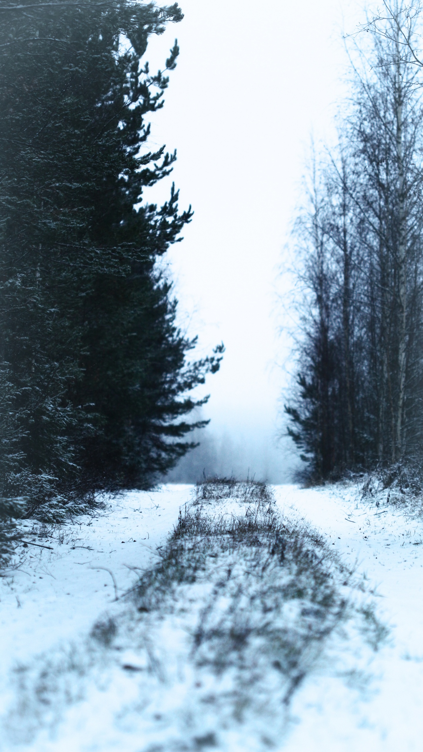 Обои снег, зима, дерево, природа, замораживание в разрешении 1440x2560