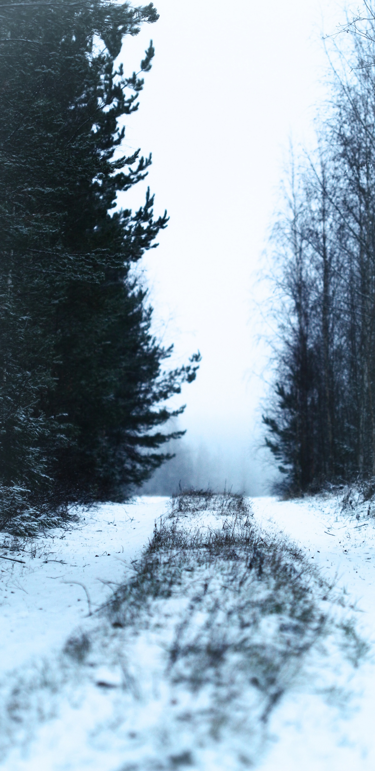 Обои снег, зима, дерево, природа, замораживание в разрешении 1440x2960