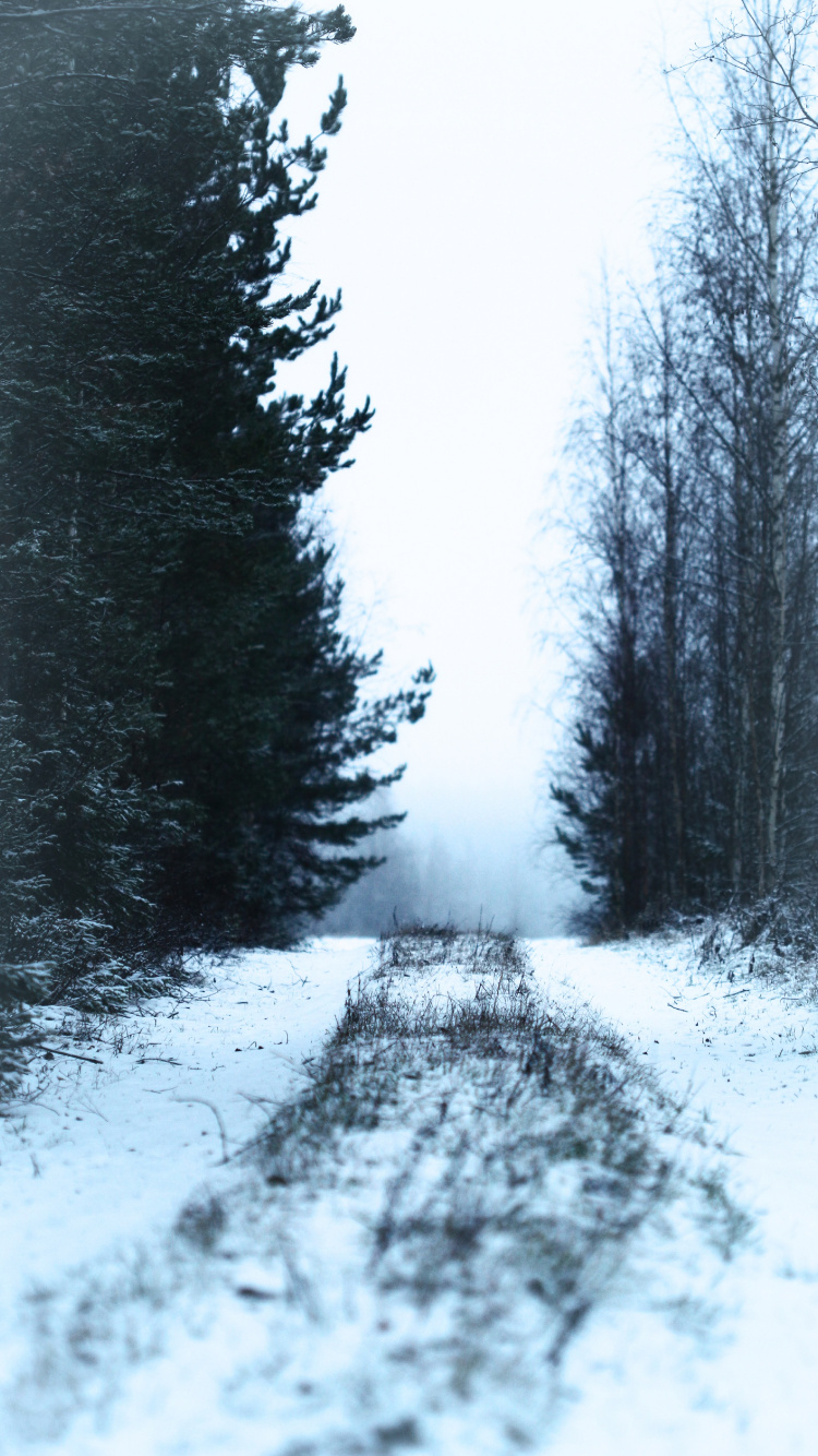 Обои снег, зима, дерево, природа, замораживание в разрешении 750x1334