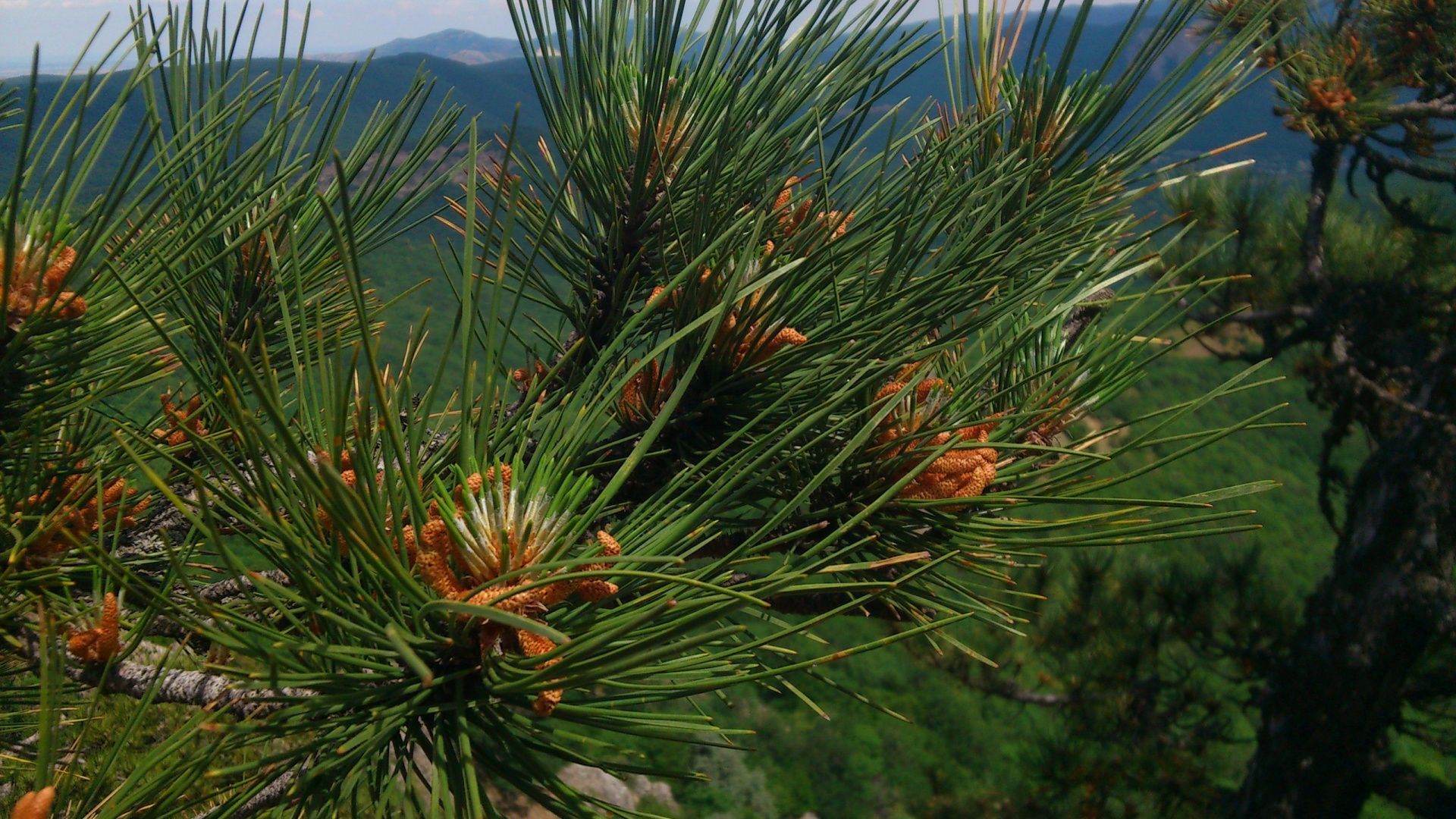 Обои растительность, сосна, биом, дерево, ель в разрешении 1920x1080