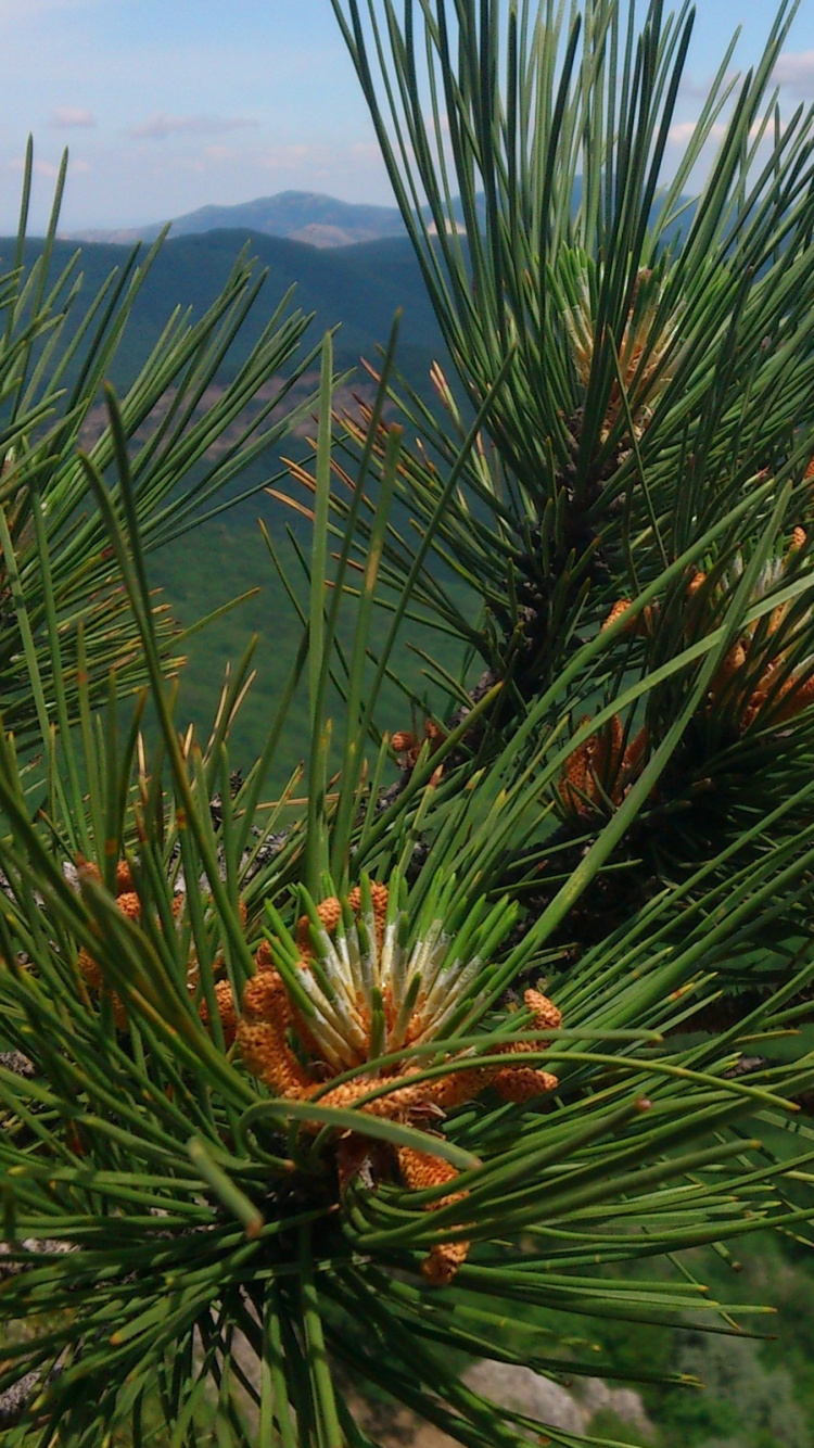 Обои растительность, сосна, биом, дерево, ель в разрешении 750x1334