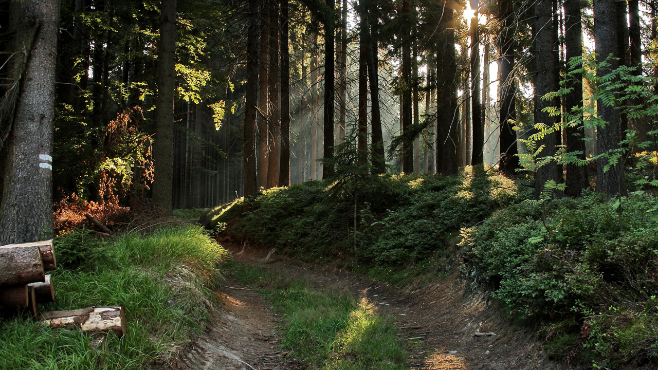 Обои лес, лесистая местность, дерево, природа, растительность в разрешении 1280x720