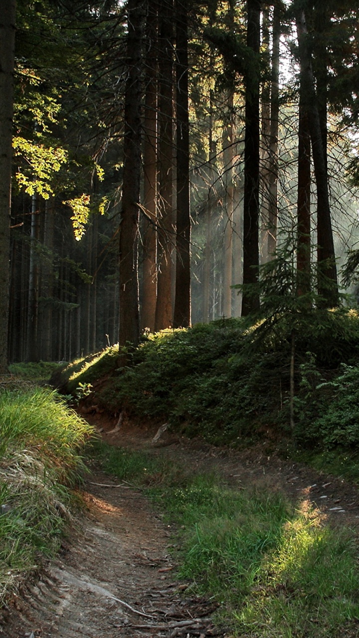 Обои лес, лесистая местность, дерево, природа, растительность в разрешении 720x1280