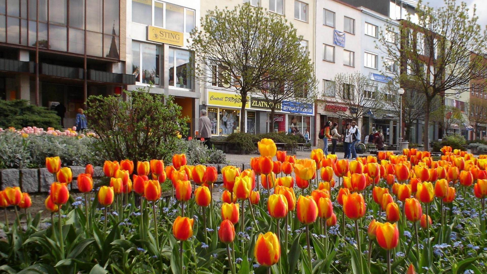 Обои весна, цветковое растение, растение, Ботанический сад, цветение в разрешении 1920x1080