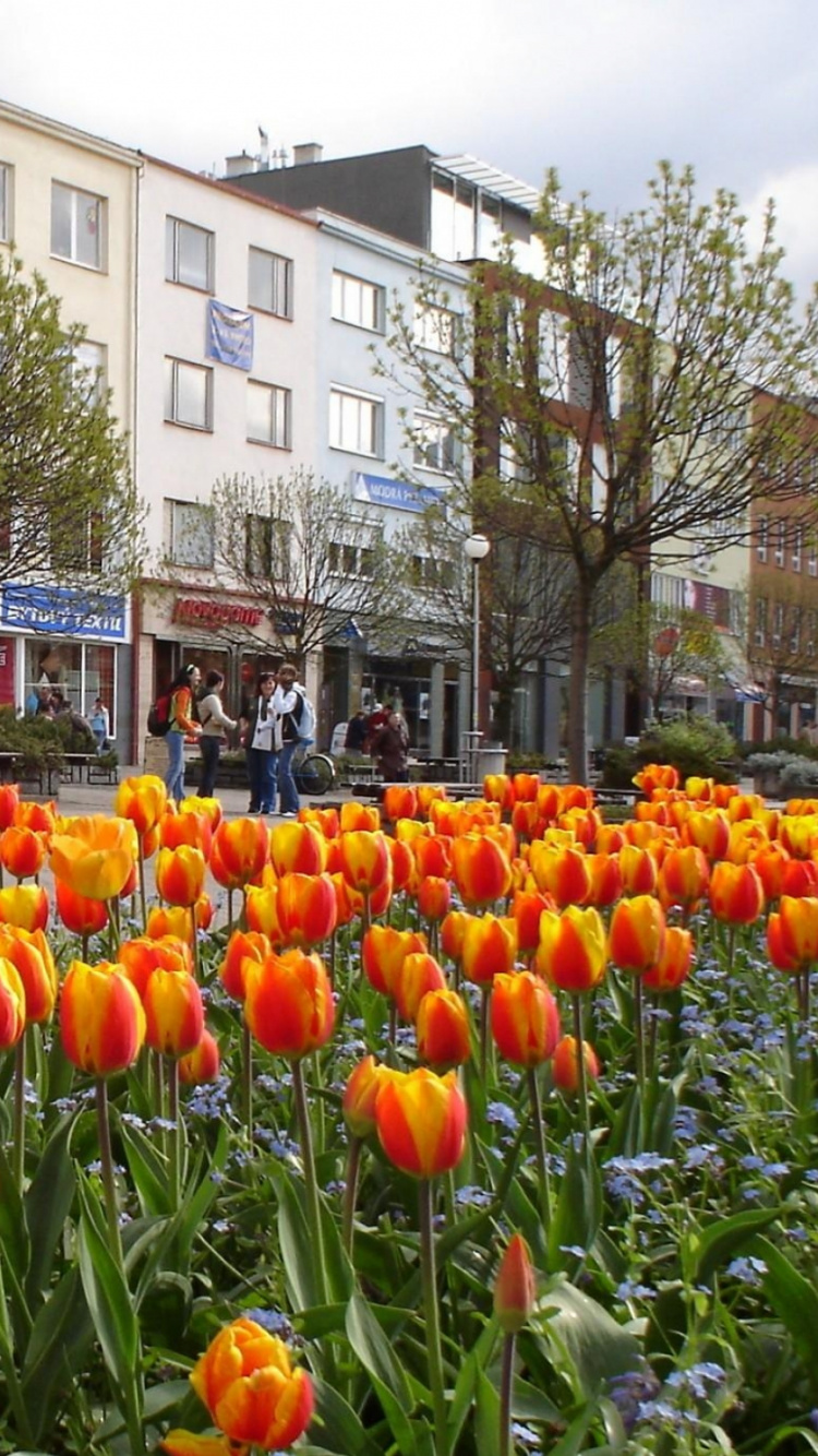 Обои весна, цветковое растение, растение, Ботанический сад, цветение в разрешении 750x1334