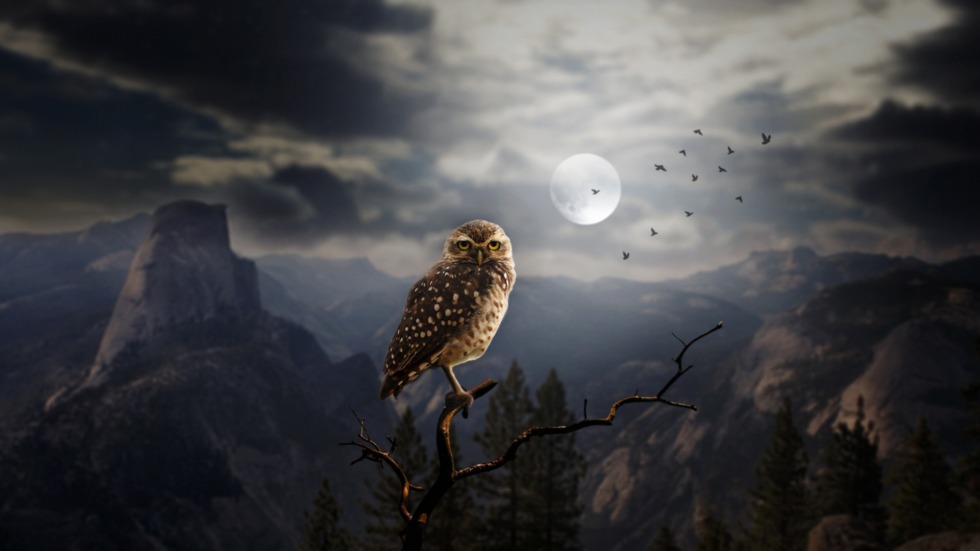 Обои сова, птица, облако, Снежная сова, хищная птица в разрешении 1920x1080