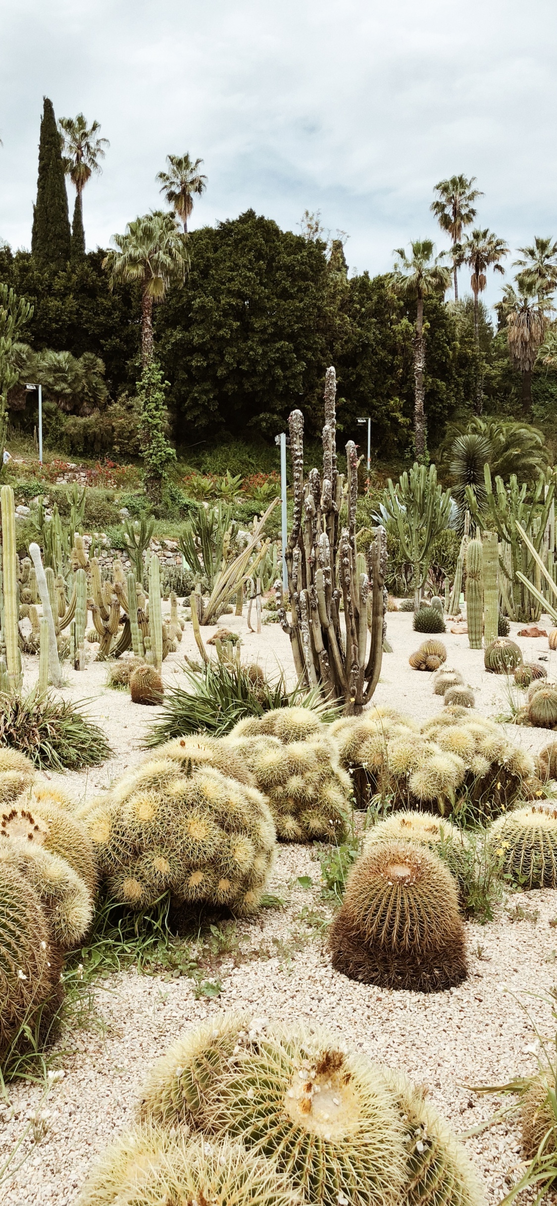 Обои растительность, кустарник, биом, кактус, пейзаж в разрешении 1125x2436