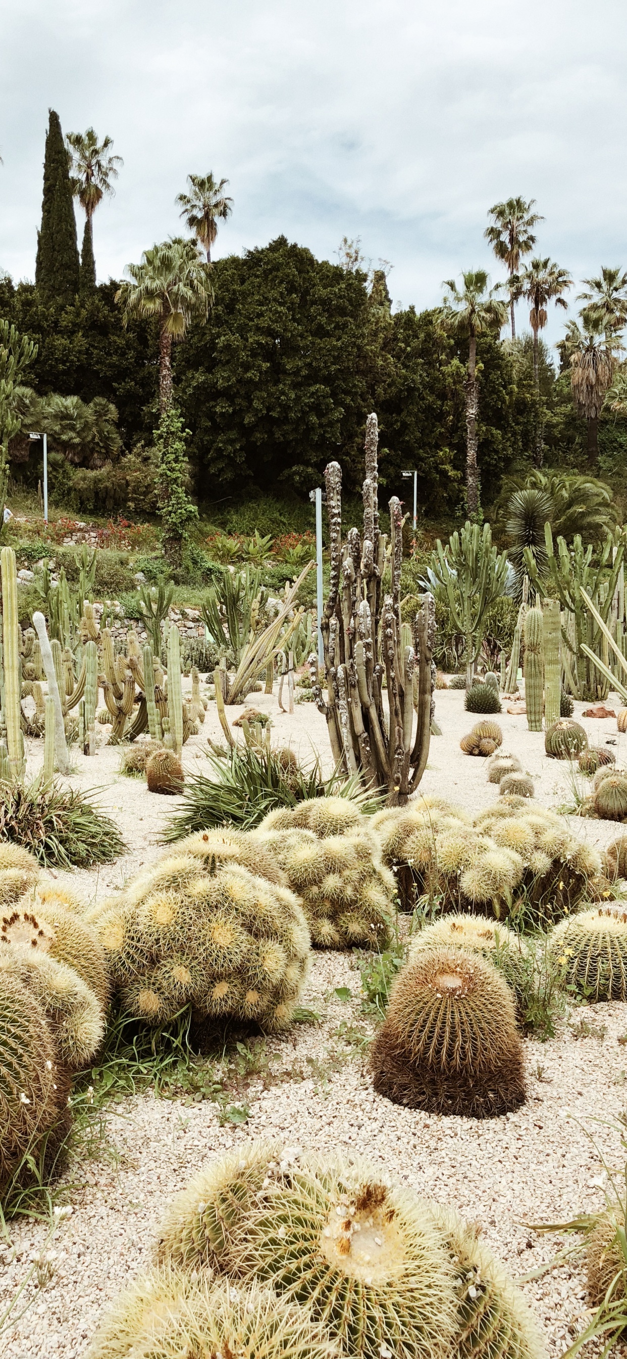 Обои растительность, кустарник, биом, кактус, пейзаж в разрешении 1242x2688