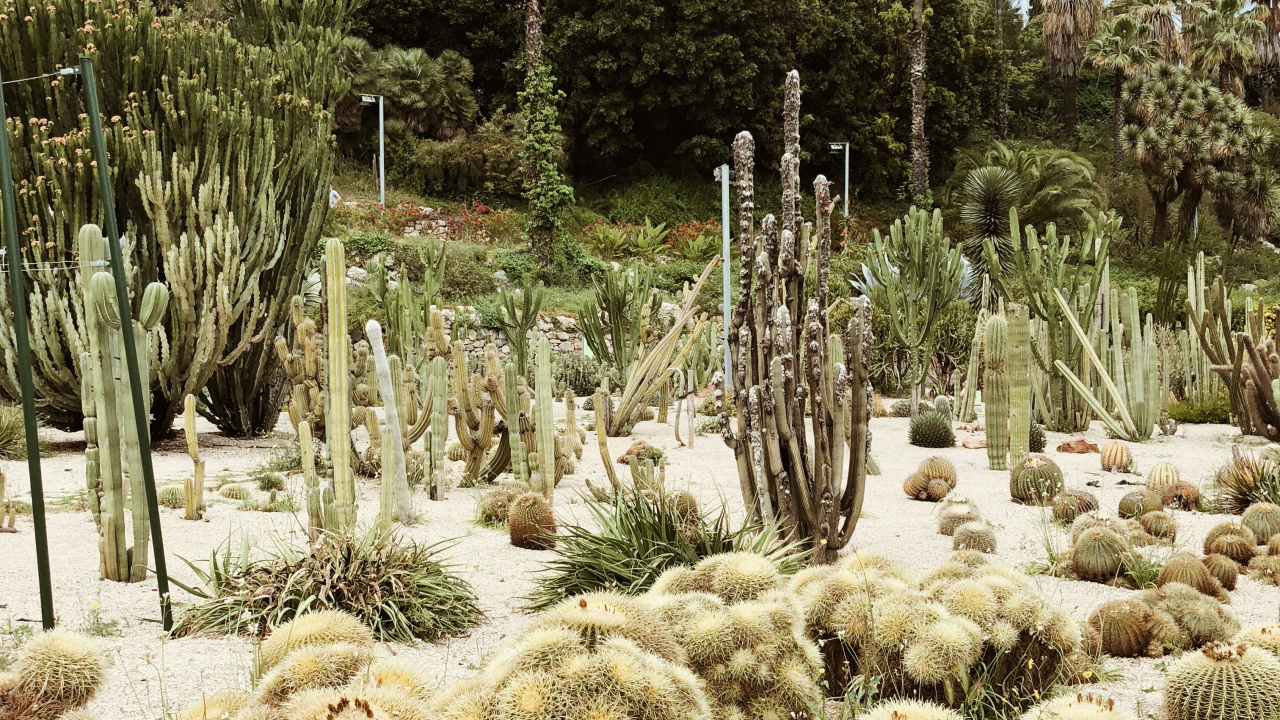 Обои растительность, кустарник, биом, кактус, пейзаж в разрешении 1280x720