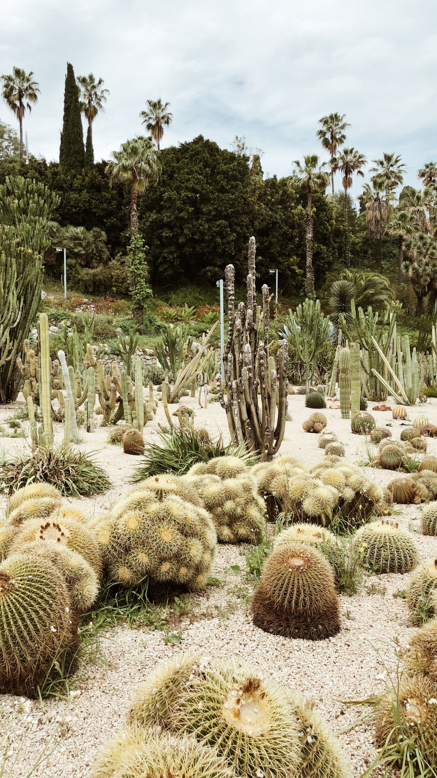 Обои растительность, кустарник, биом, кактус, пейзаж в разрешении 1440x2560