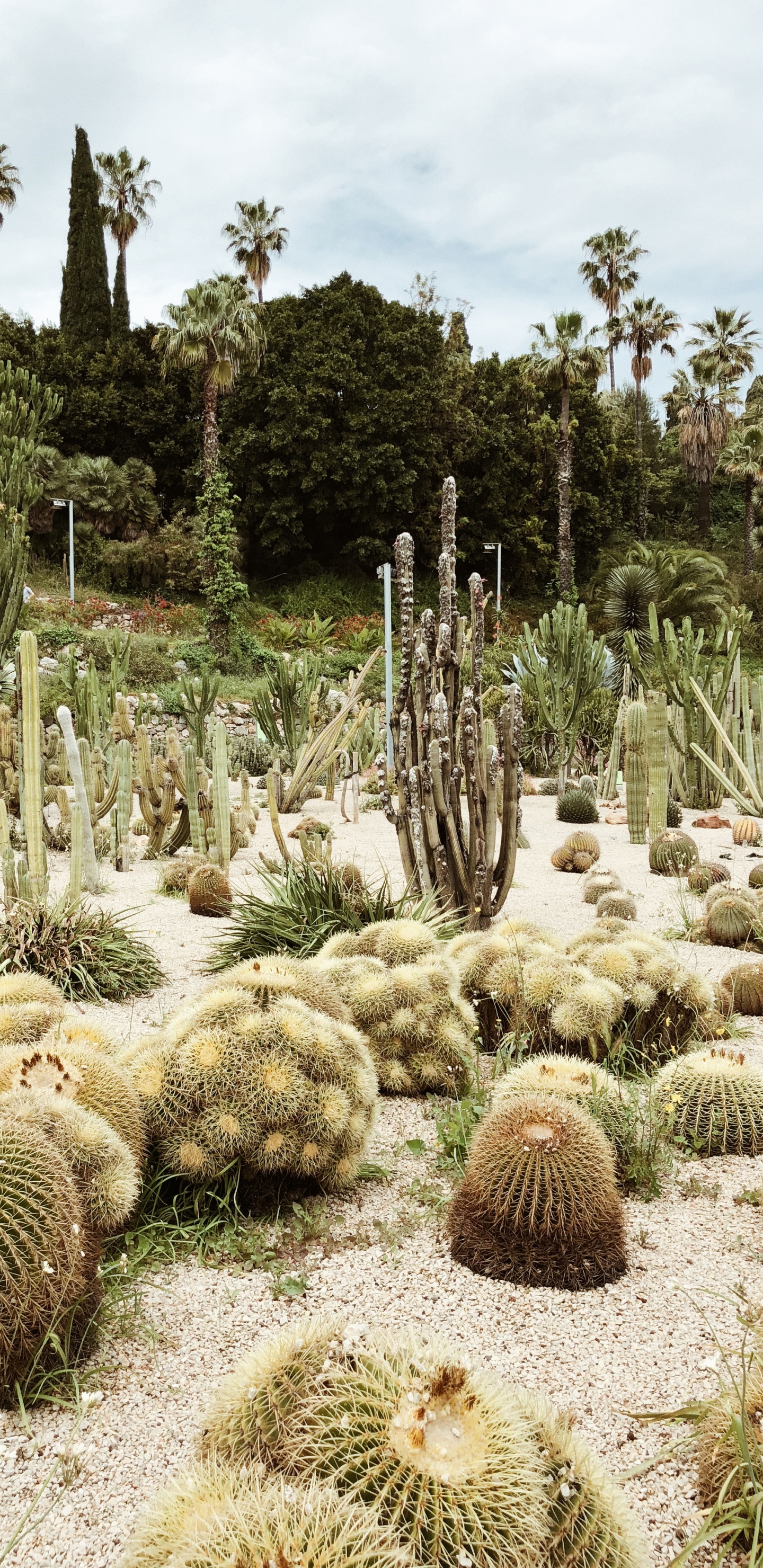 Обои растительность, кустарник, биом, кактус, пейзаж в разрешении 1440x2960