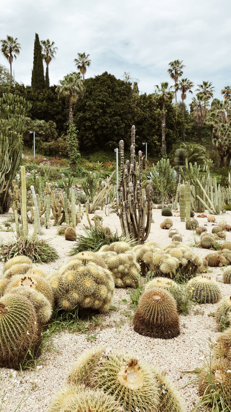 Обои растительность, кустарник, биом, кактус, пейзаж в разрешении 750x1334