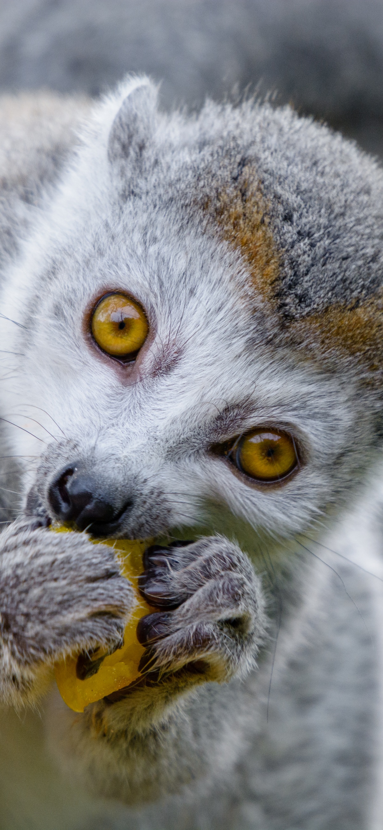 Обои наземные животные, морда, лемур, живая природа, примас в разрешении 1242x2688