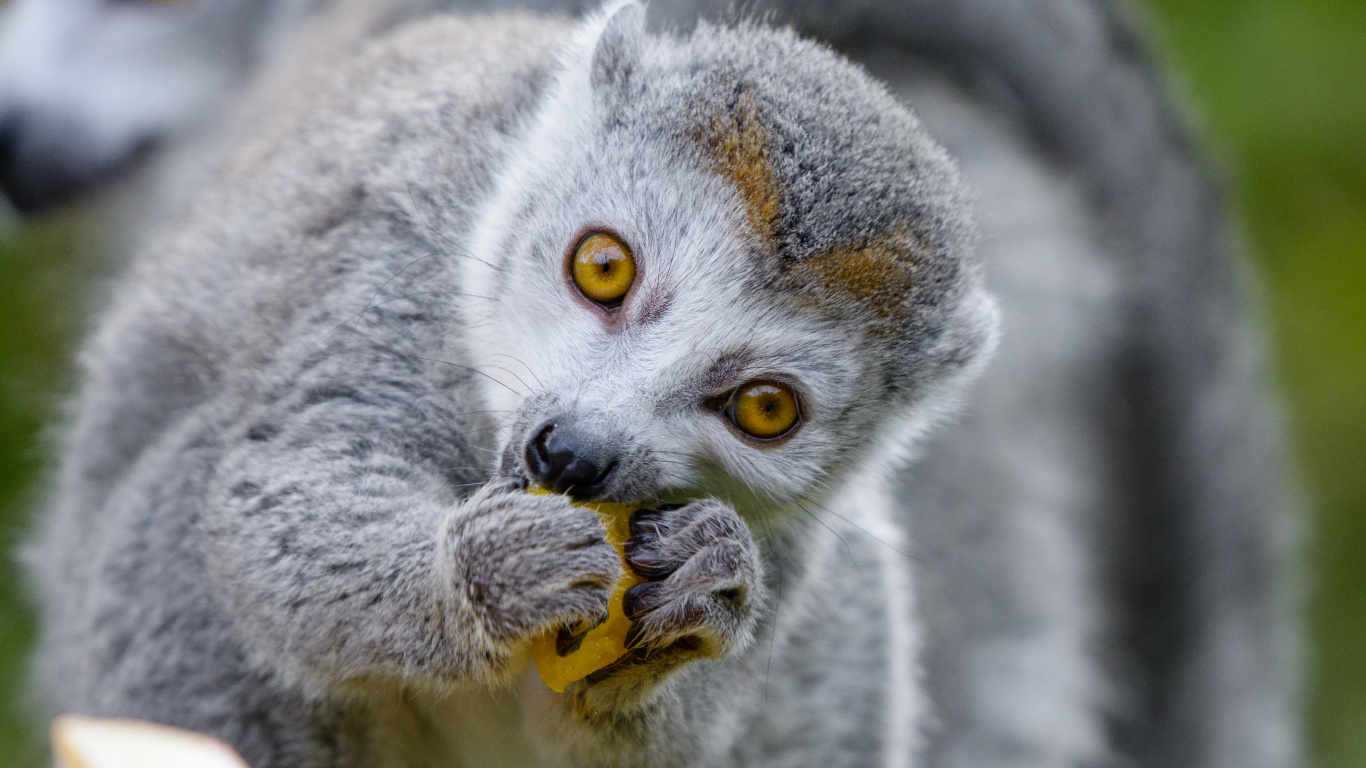Обои наземные животные, морда, лемур, живая природа, примас в разрешении 1366x768