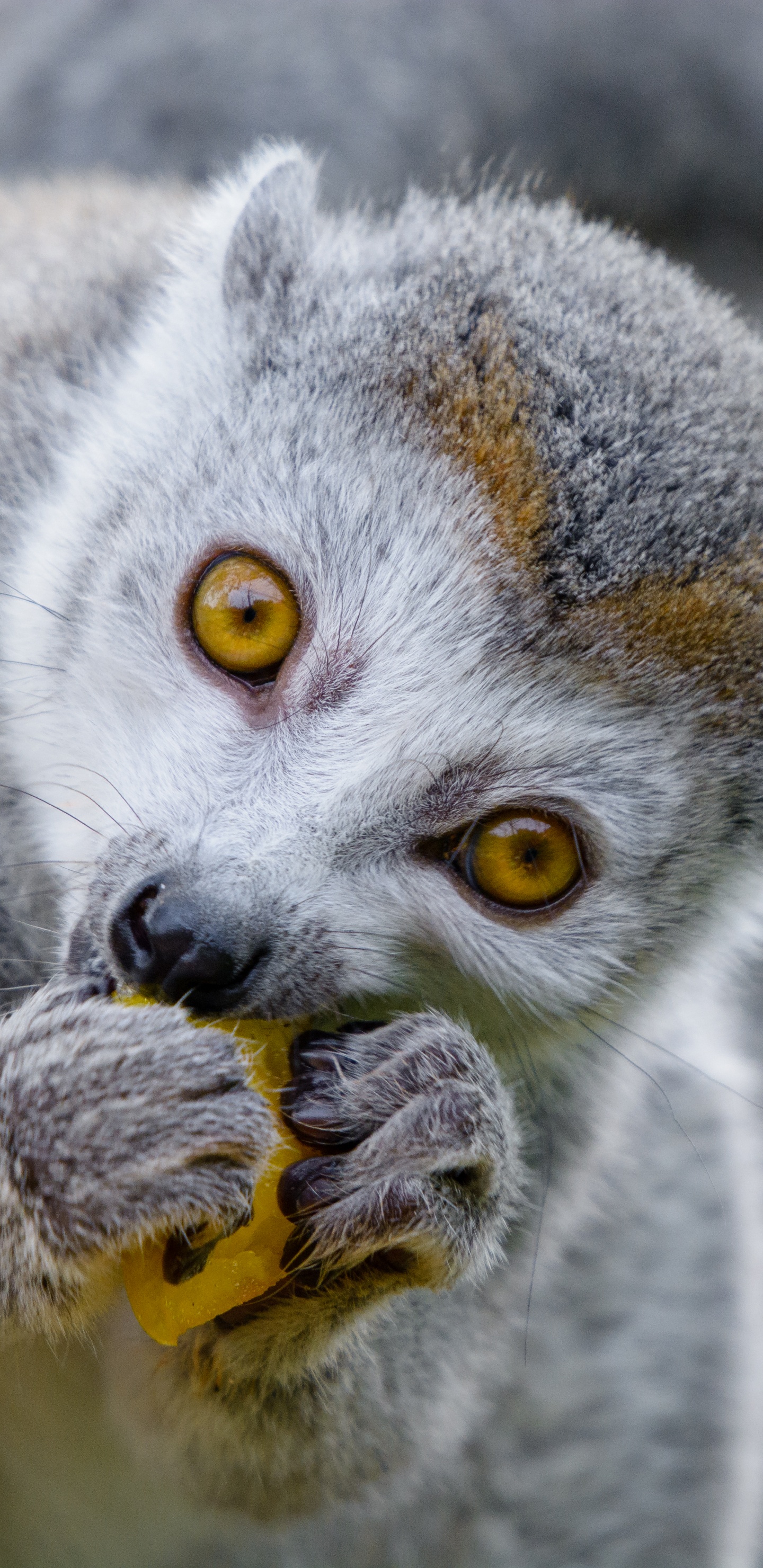 Обои наземные животные, морда, лемур, живая природа, примас в разрешении 1440x2960