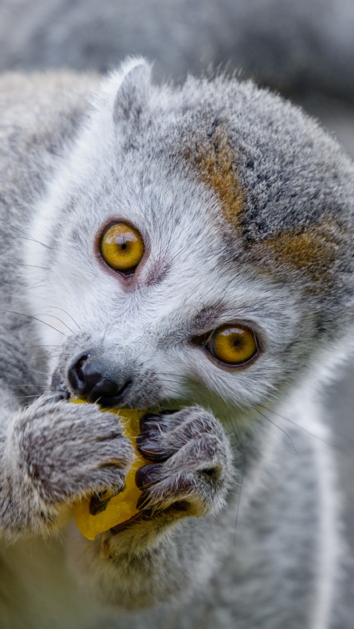 Обои наземные животные, морда, лемур, живая природа, примас в разрешении 720x1280