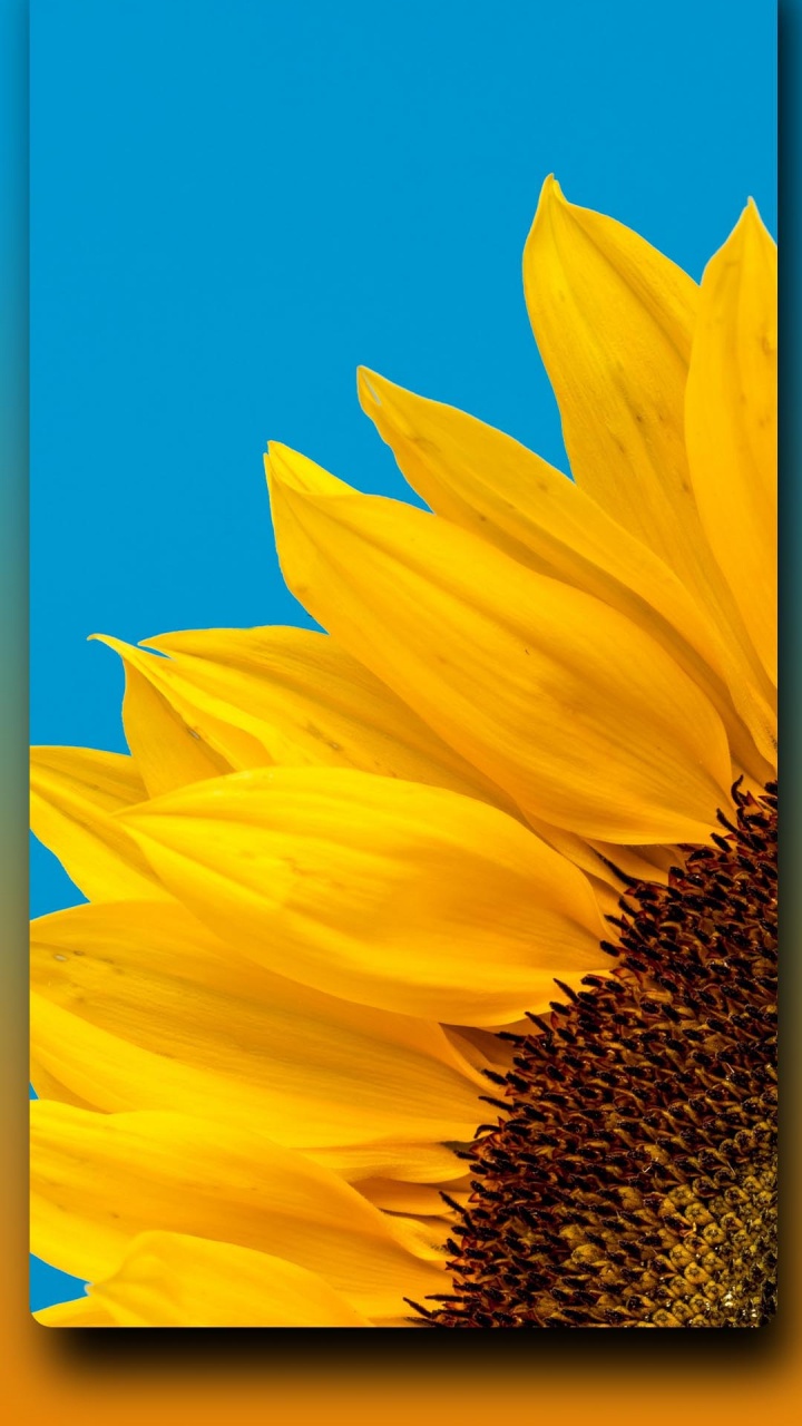 Обои телевидение, растение, цветок, общие подсолнуха, Знаменитый в разрешении 720x1280