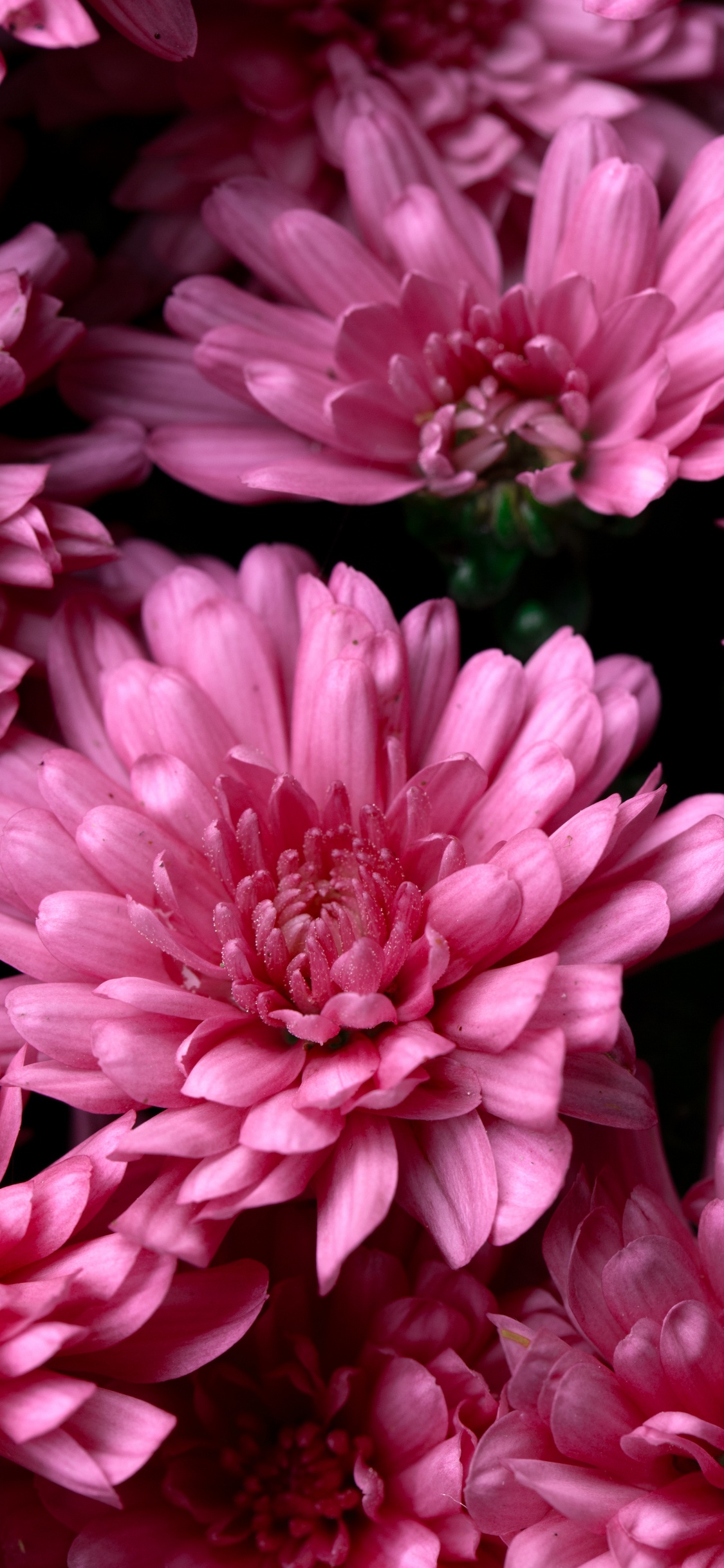 Обои цветочный дизайн, крупный план, срезанные цветы, цветок, флористика в разрешении 1125x2436