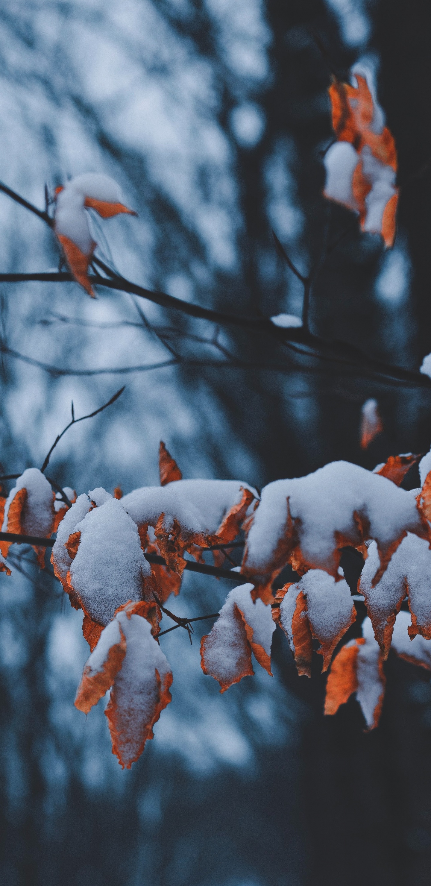 Обои ветвь, весна, зима, стебель растения, растение в разрешении 1440x2960