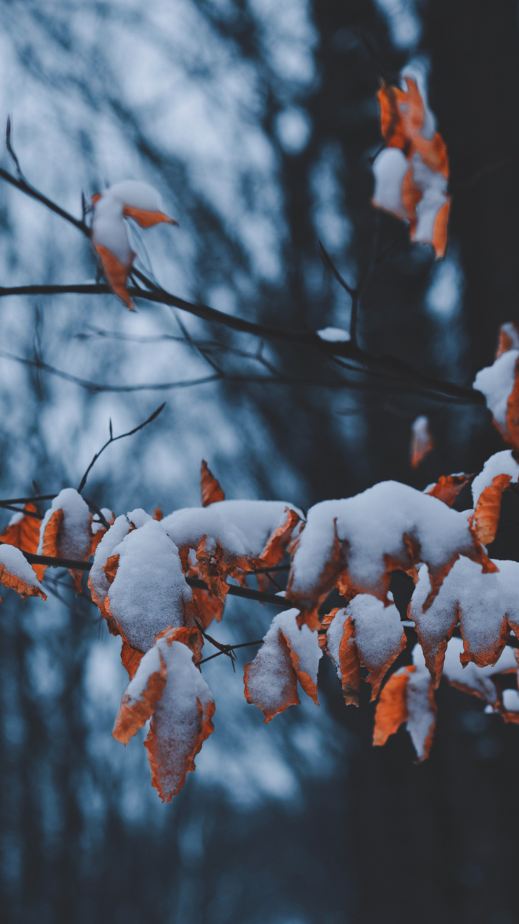 Обои ветвь, весна, зима, стебель растения, растение в разрешении 750x1334