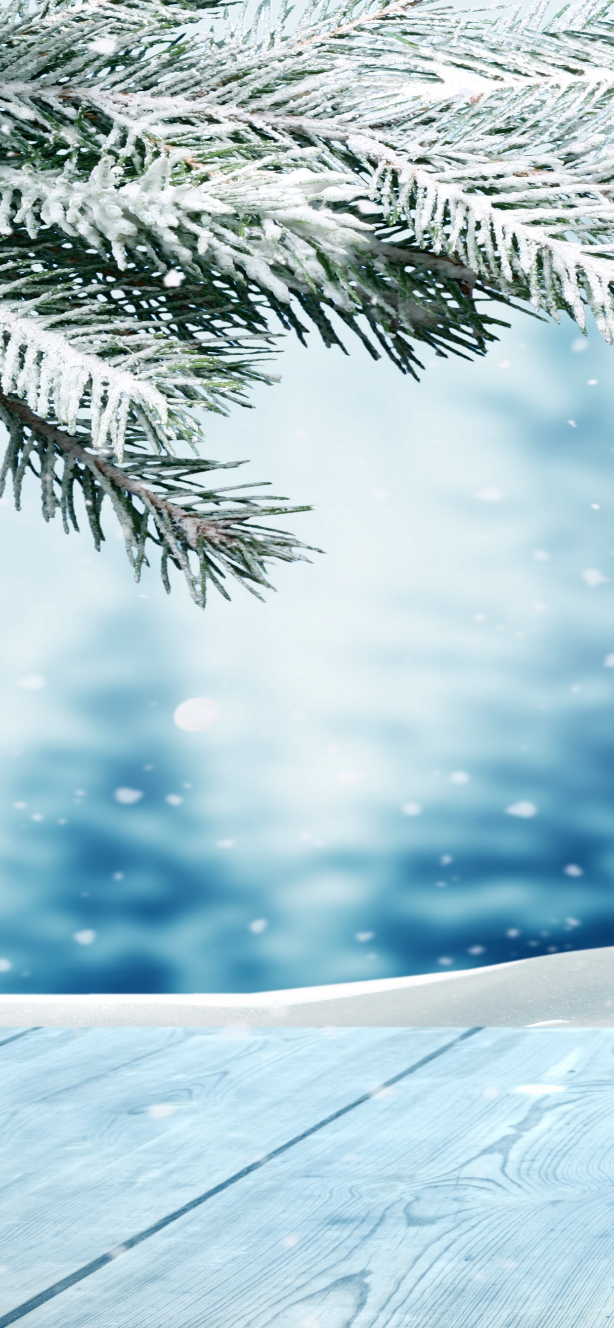 Обои дерево, ветвь, зима, замораживание, простуда в разрешении 1242x2688