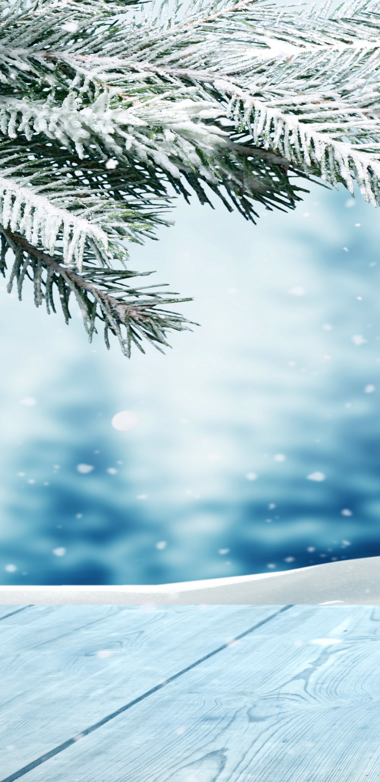 Обои дерево, ветвь, зима, замораживание, простуда в разрешении 1440x2960