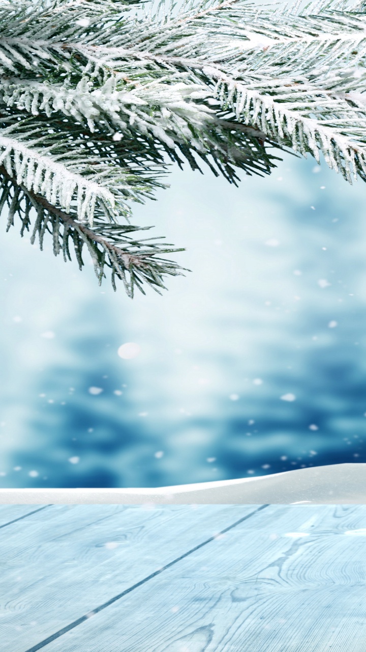 Обои дерево, ветвь, зима, замораживание, простуда в разрешении 720x1280