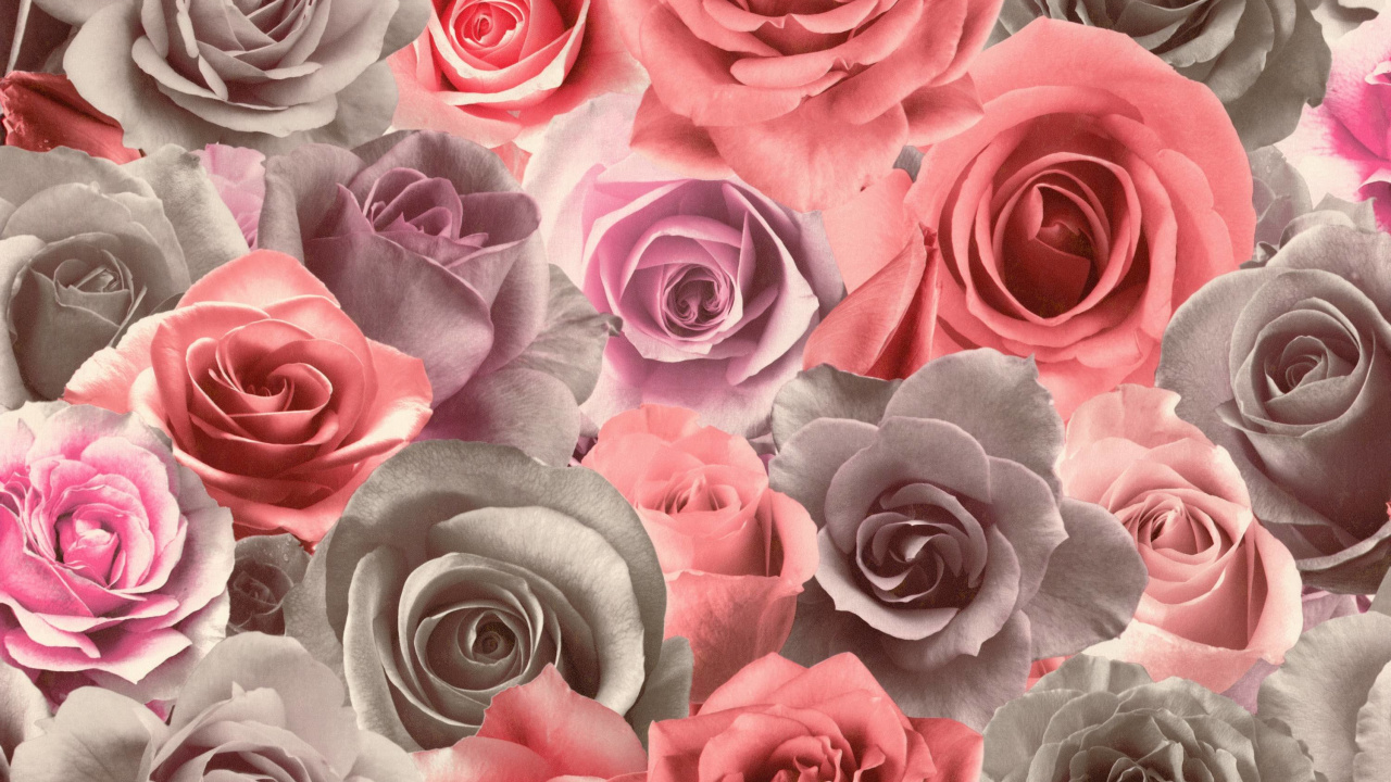 Обои цвет, цветок, сад роз, Роза, розовый в разрешении 1280x720