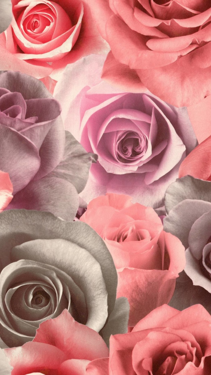 Обои цвет, цветок, сад роз, Роза, розовый в разрешении 720x1280