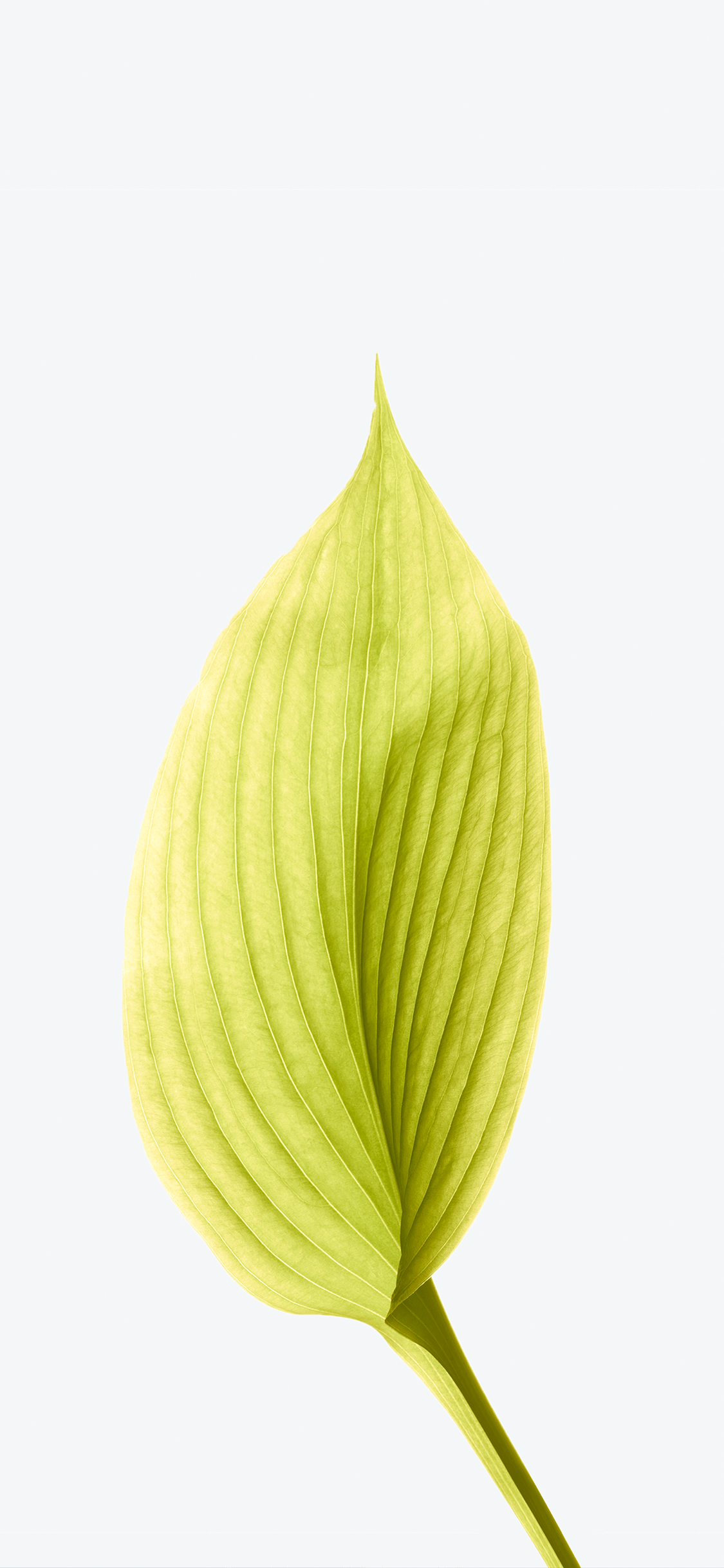 Обои яблоко, ios, iOS 12, наземное растение, лепесток в разрешении 1125x2436