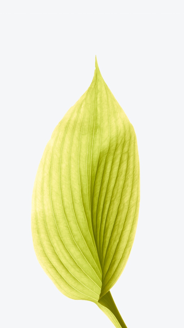 Обои яблоко, ios, iOS 12, наземное растение, лепесток в разрешении 720x1280