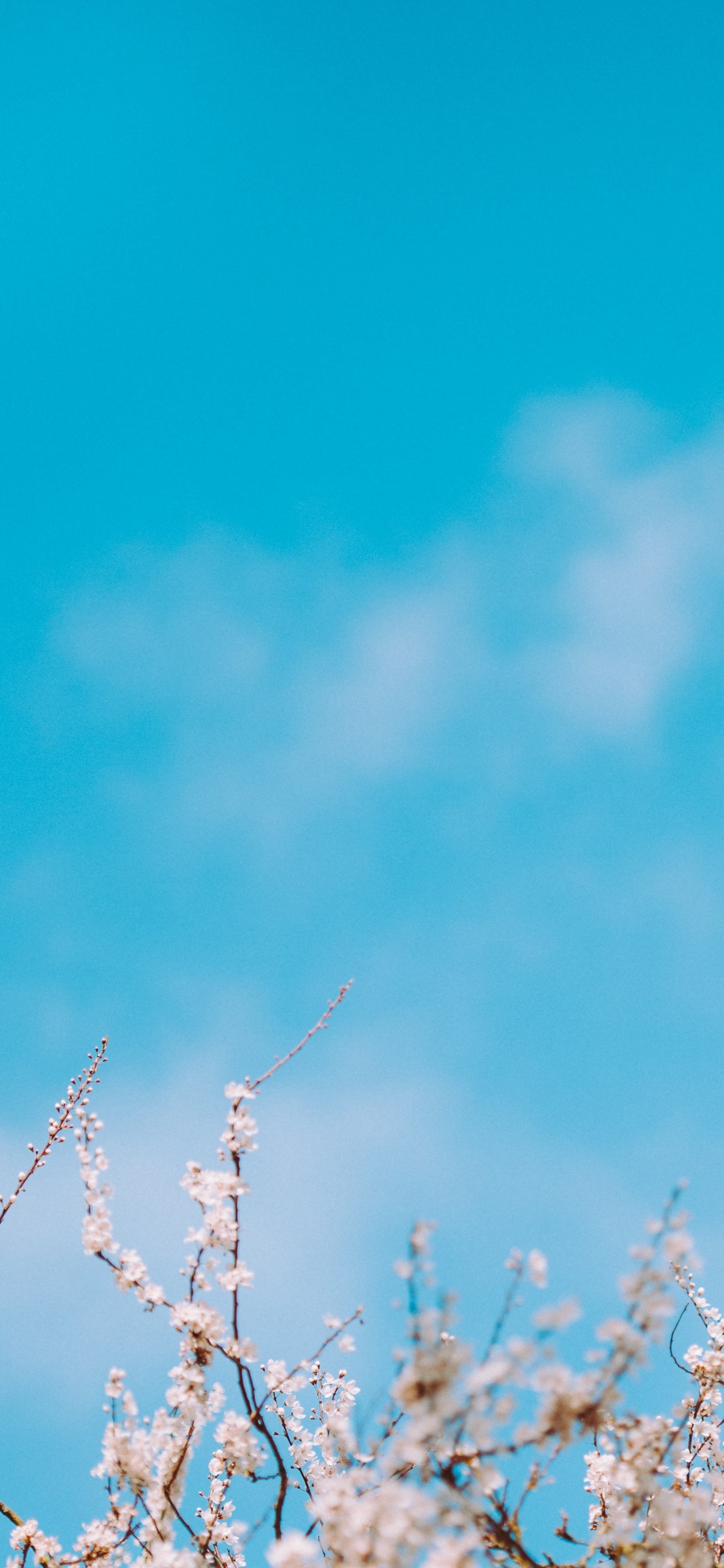 Обои безблесковый синий, ветвь, синий, дневное время, прут в разрешении 1125x2436