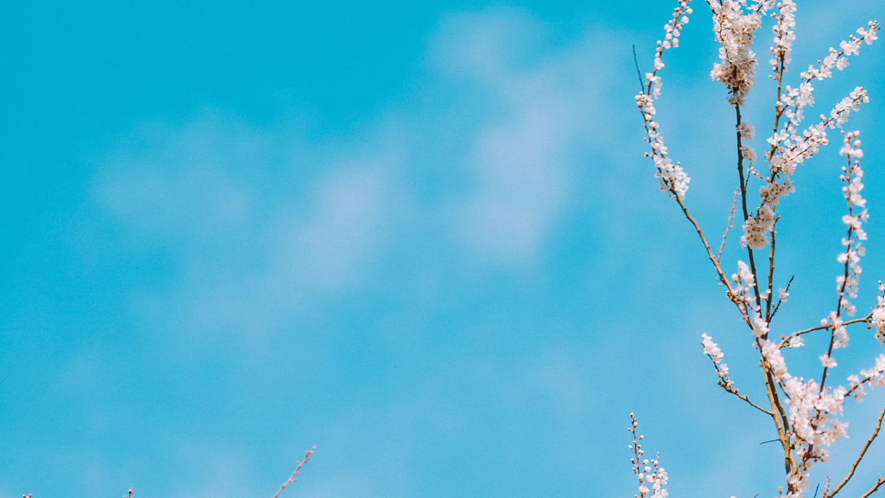 Обои безблесковый синий, ветвь, синий, дневное время, прут в разрешении 1280x720