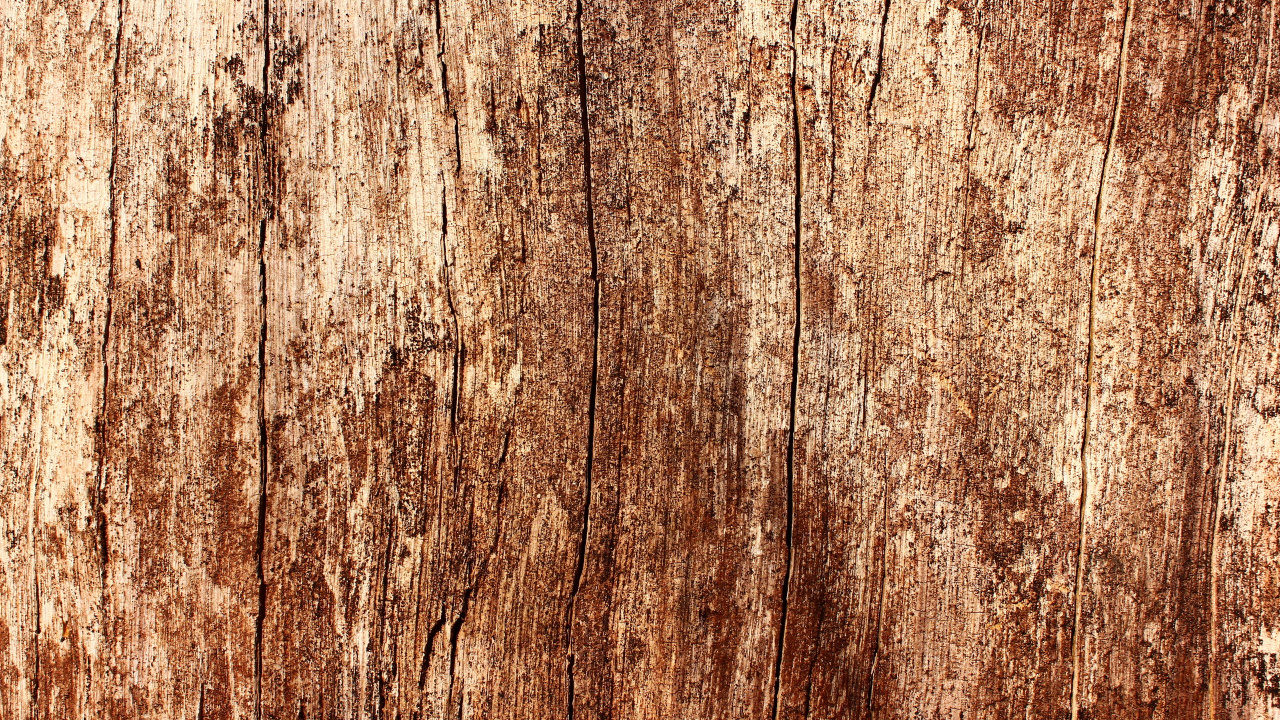 Обои дерево, дуб, текстура, древесина, семейство травы в разрешении 1280x720