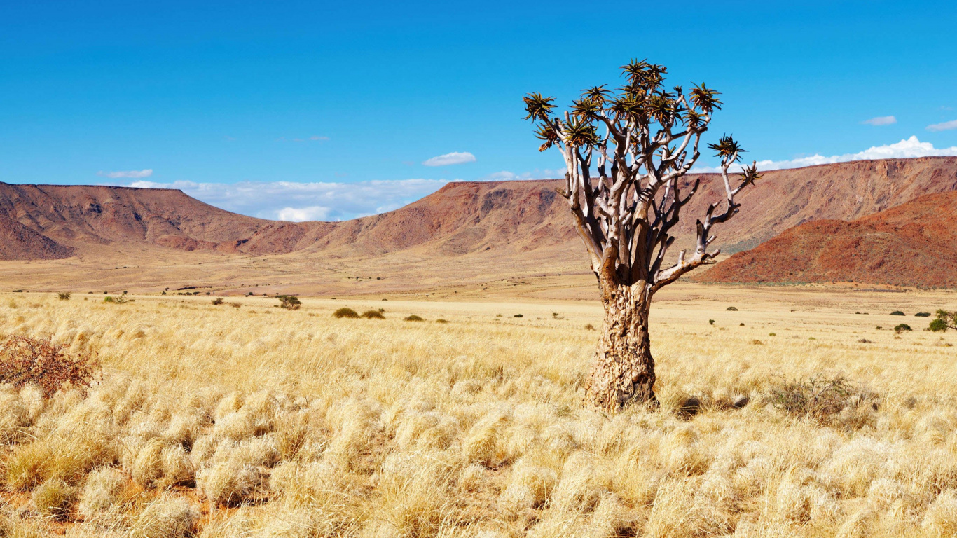 Обои Калахари, пустыня, Колчан дерево, дерево, дикая местность в разрешении 1366x768