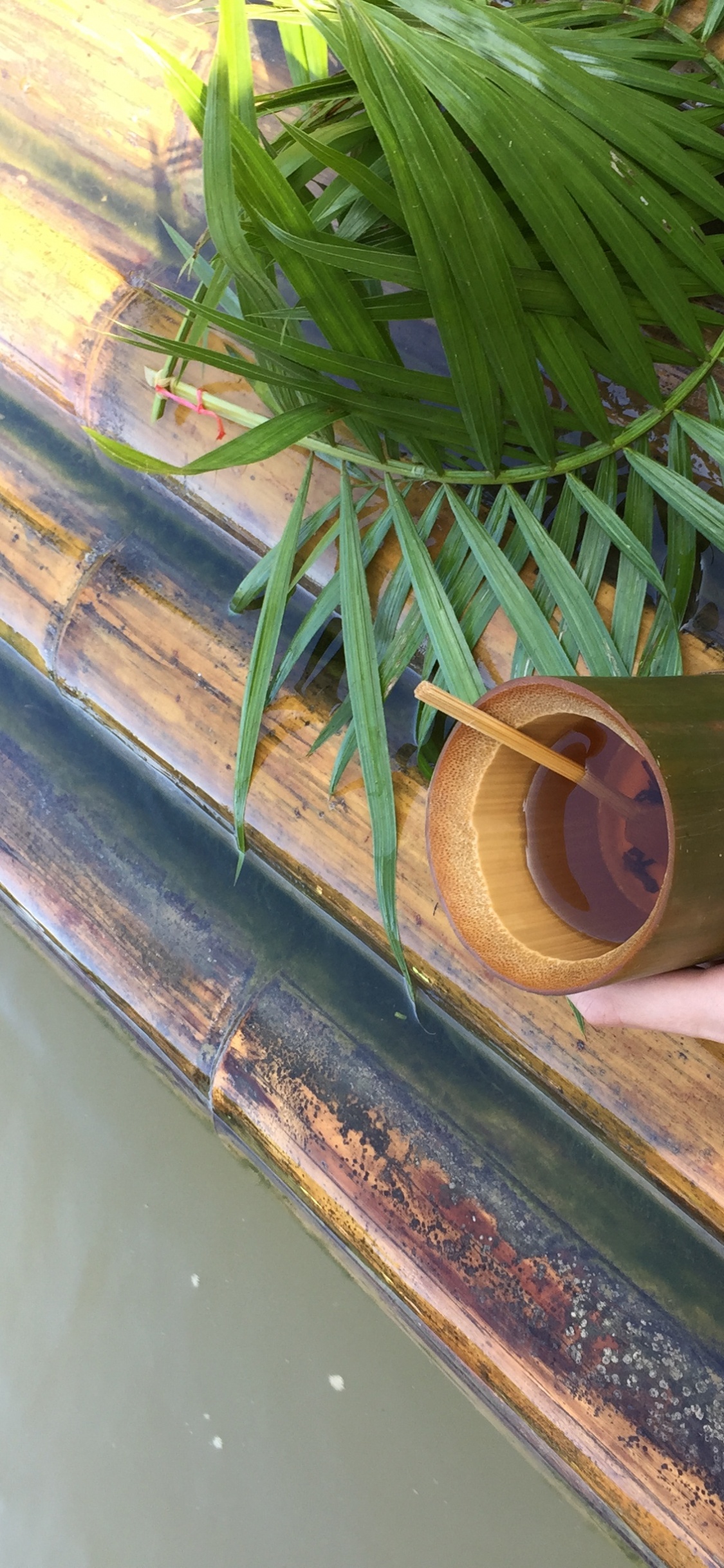 Обои лист, стебель растения, пальмовые рощи, трава, наука в разрешении 1125x2436