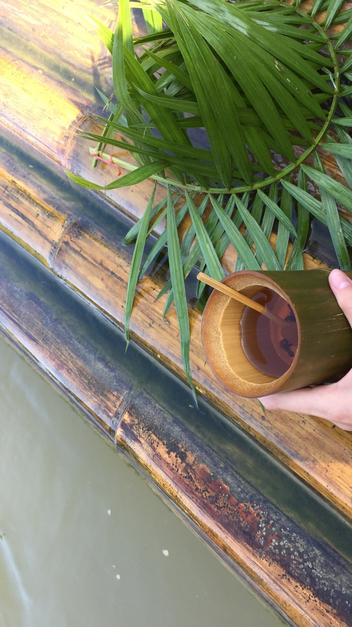 Обои лист, стебель растения, пальмовые рощи, трава, наука в разрешении 720x1280