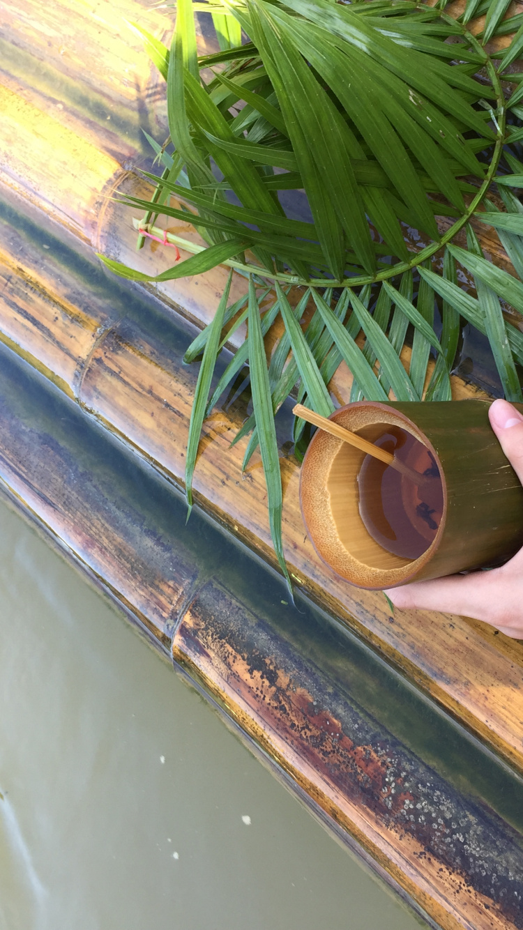 Обои лист, стебель растения, пальмовые рощи, трава, наука в разрешении 750x1334