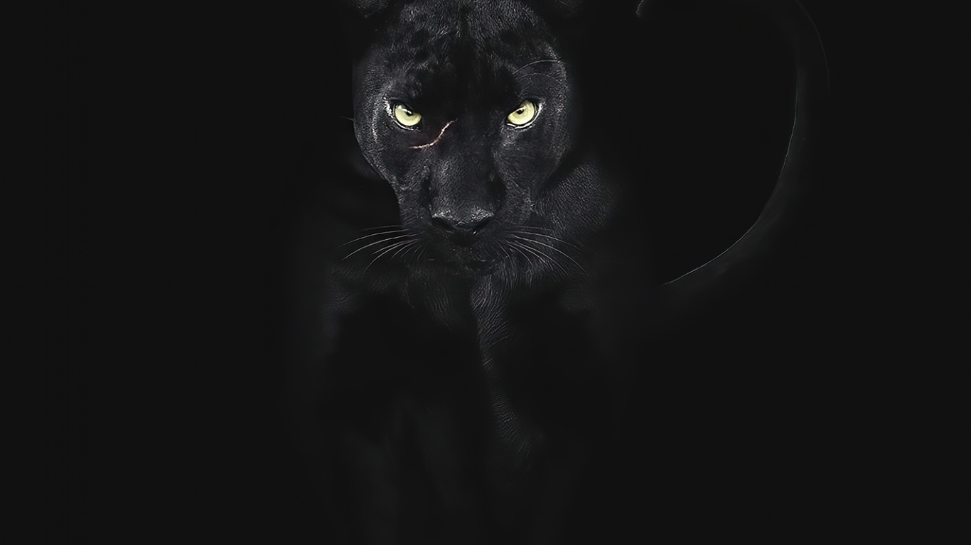 Обои черная кошка, кот, морда, бакенбарды, кошачий в разрешении 1366x768