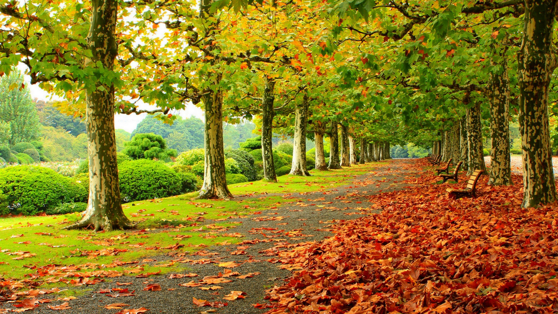 Обои дерево, природа, лист, листопадные, осень в разрешении 1920x1080