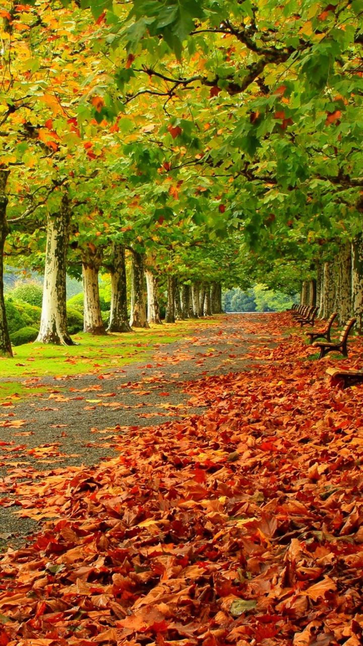 Обои дерево, природа, лист, листопадные, осень в разрешении 720x1280