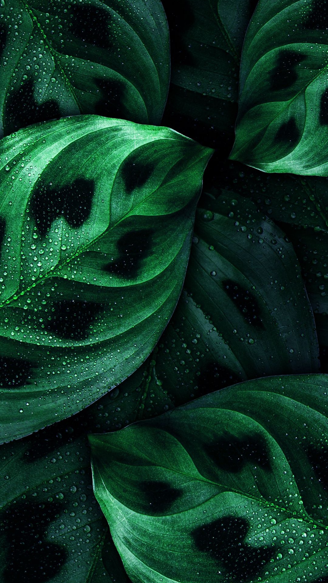 Обои крупный план, Нокиа 8, Nokia, смартфон, зеленый в разрешении 1080x1920