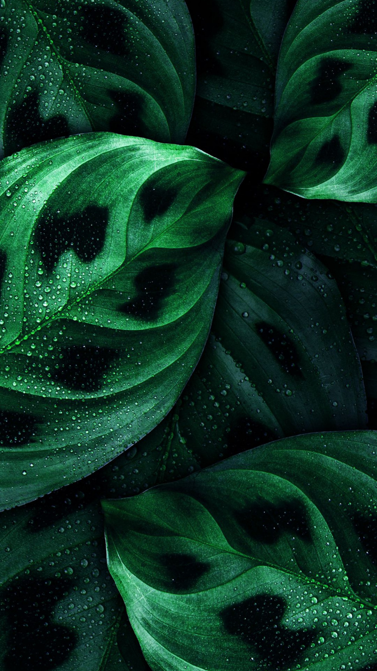 Обои крупный план, Нокиа 8, Nokia, смартфон, зеленый в разрешении 750x1334